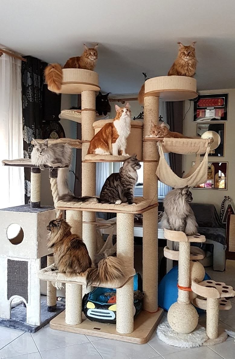 Eine große Konstruktion, die gleichzeitig von mehreren Katzen genutzt wird, muss sowohl statische als auch dynamische Belastungen sicher aufnehmen.