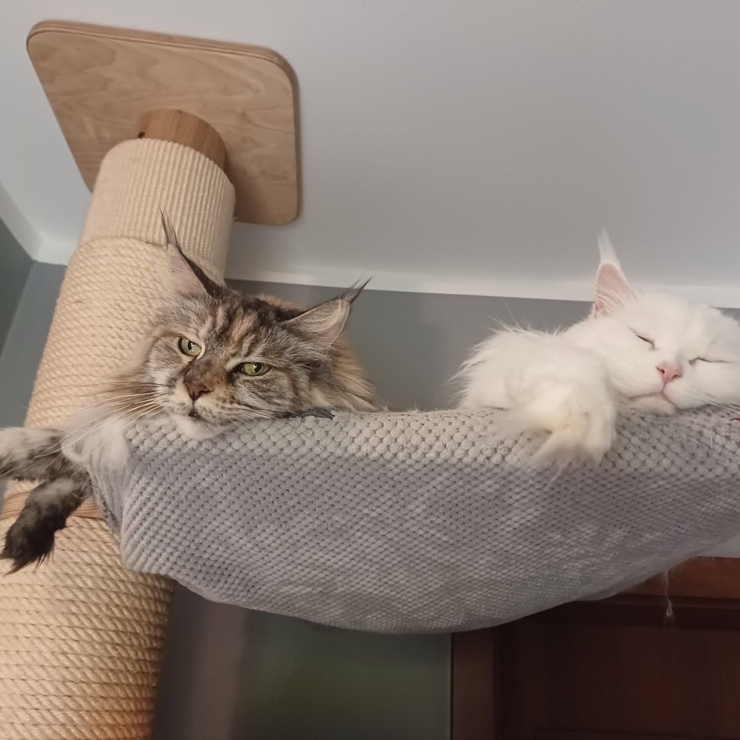 Zwei große Katzen nutzen gleichzeitig einen geräumigen Liegeplatz auf einem deckenhohen Kratzbaum.