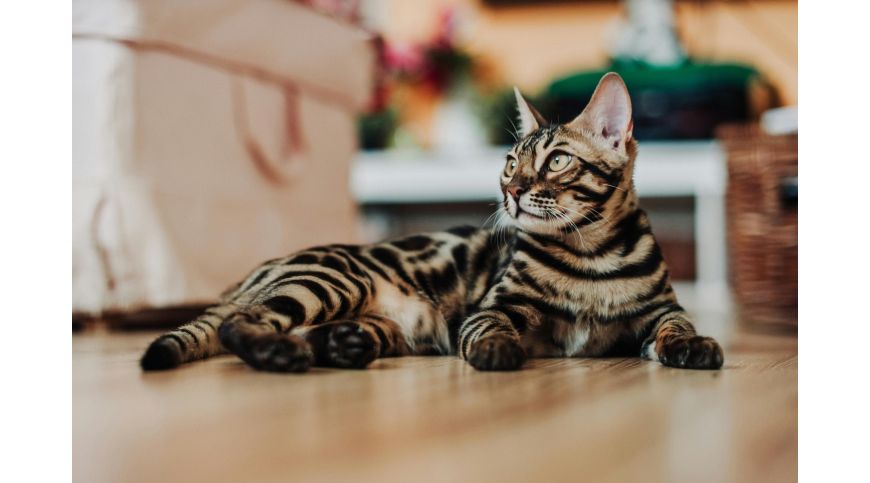 Welcher Kratzbaum ist ideal für eine Bengalkatze?