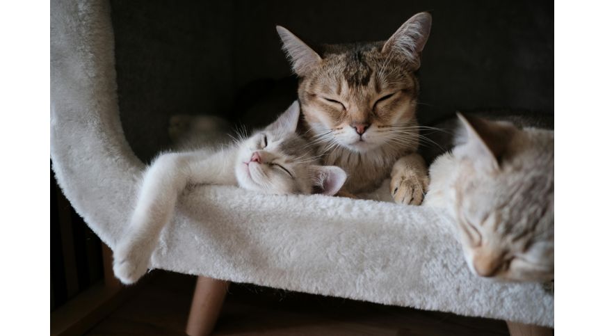 Wie bereitet man sein Zuhause auf eine weitere Katze vor?