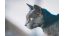 Welchen Kratzbaum für die Russisch Blau Katze wählen?