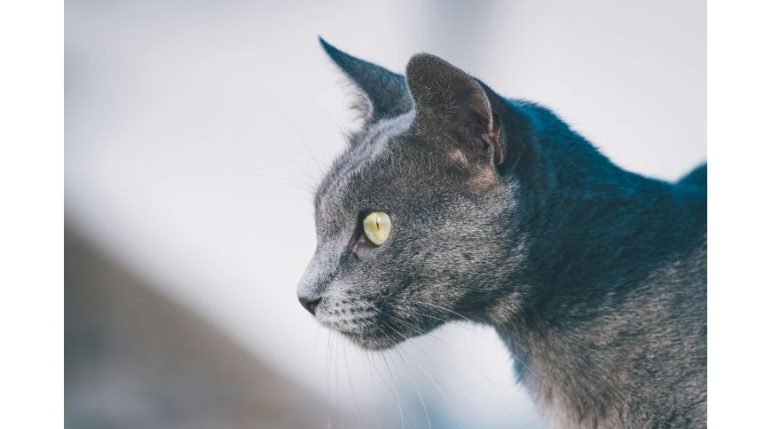Welchen Kratzbaum für die Russisch Blau Katze wählen?
