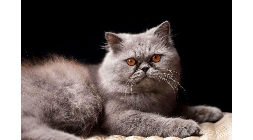 Kratzbaum für Perserkatzen – Welches Modell ist die beste Wahl?