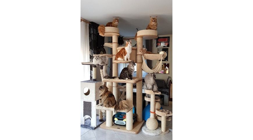 Kratzbäume für Katzen – Fakten und Mythen